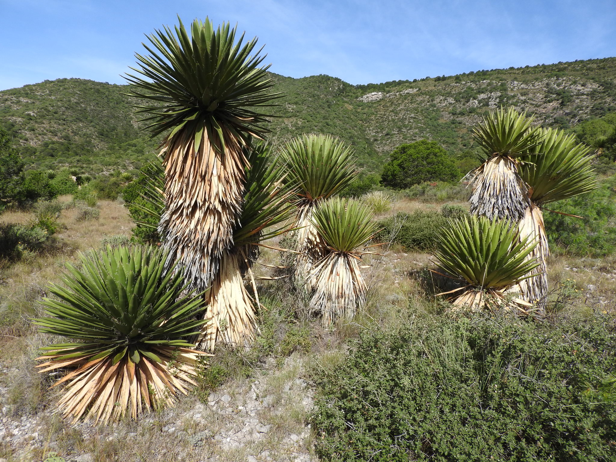 Yucca carnerosana